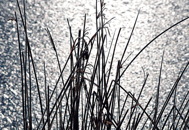 Picture This: A Chance to Pond-er Like Thoreau